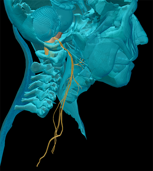 Youve Got Some More Nerves The Cranial Nerves 4233